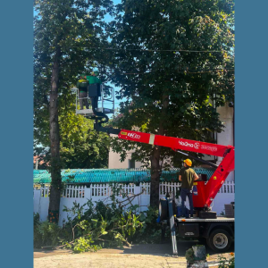 Curățarea arborilor la IET 46